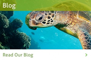 sea turtle blog graphic