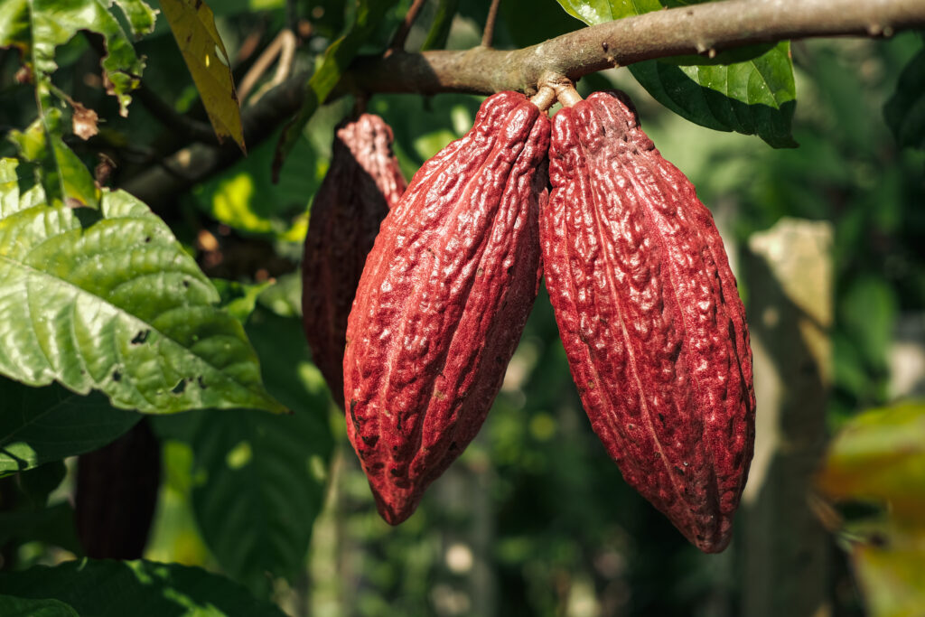 Cocoa pods, cocoa plantation, tending and harvesting, Cocoa fruit Theobroma cacao on a tree.