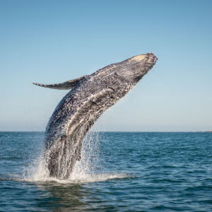 Whale Watching in Kauai: A Magical Experience